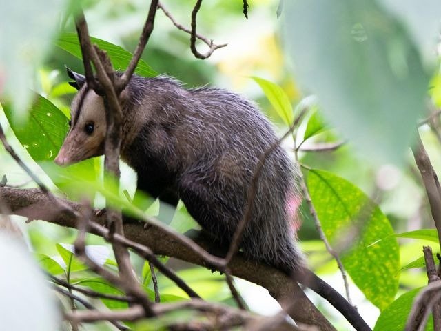 animal-removal-services-002
