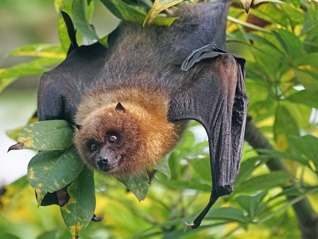 animal-removal-services-003