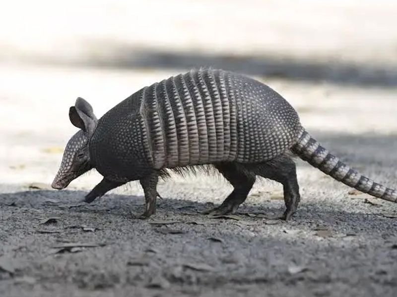 armadillo-removal